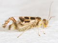 Graphopsocus cruciatus
